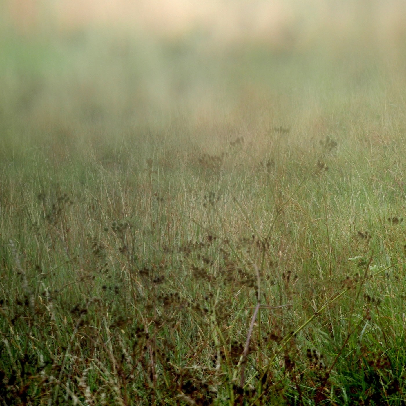 photographie numéro 3 de la série : On ne sait pas la force de la Nature — On le sait trop.