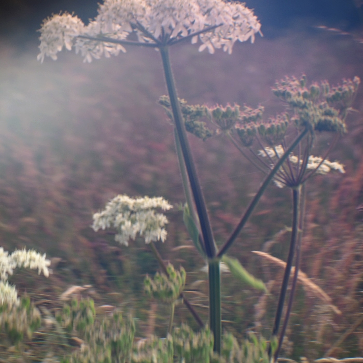 photographie numéro 4 de la série : On ne sait pas la force de la Nature — On le sait trop.