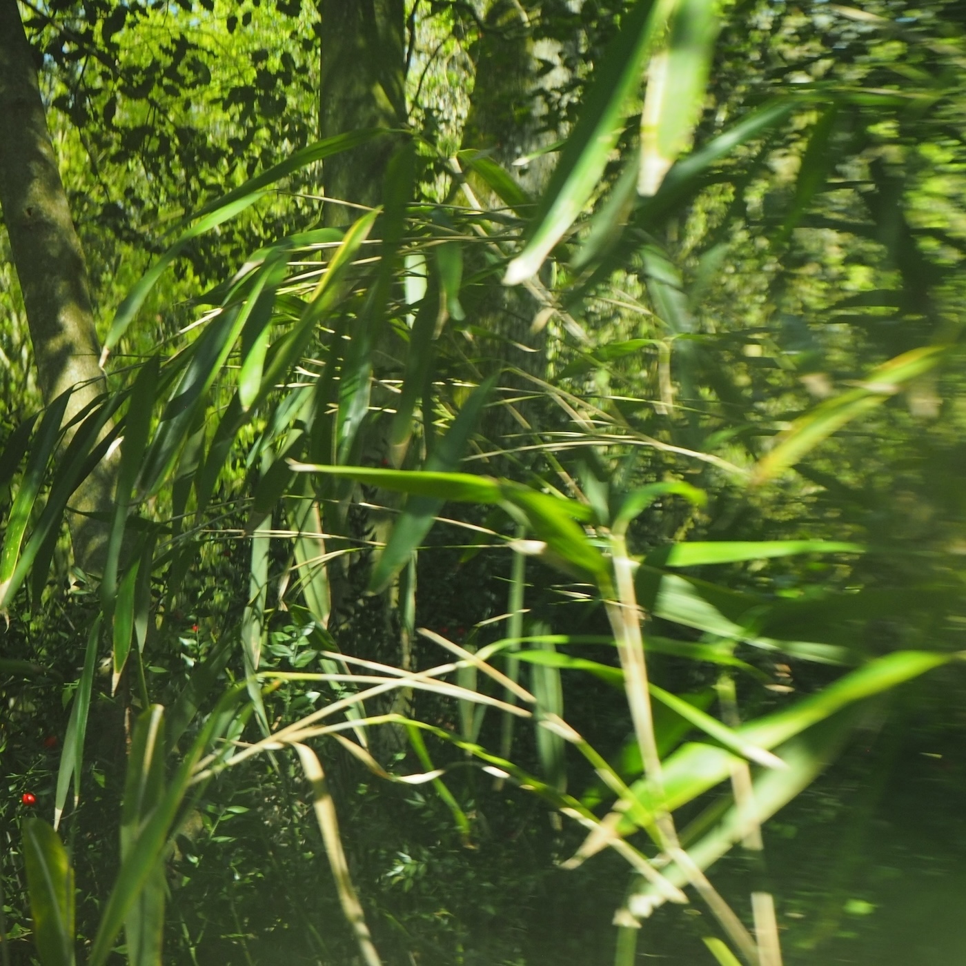 photographie numéro 8 de la série : On ne sait pas la force de la Nature — On le sait trop.